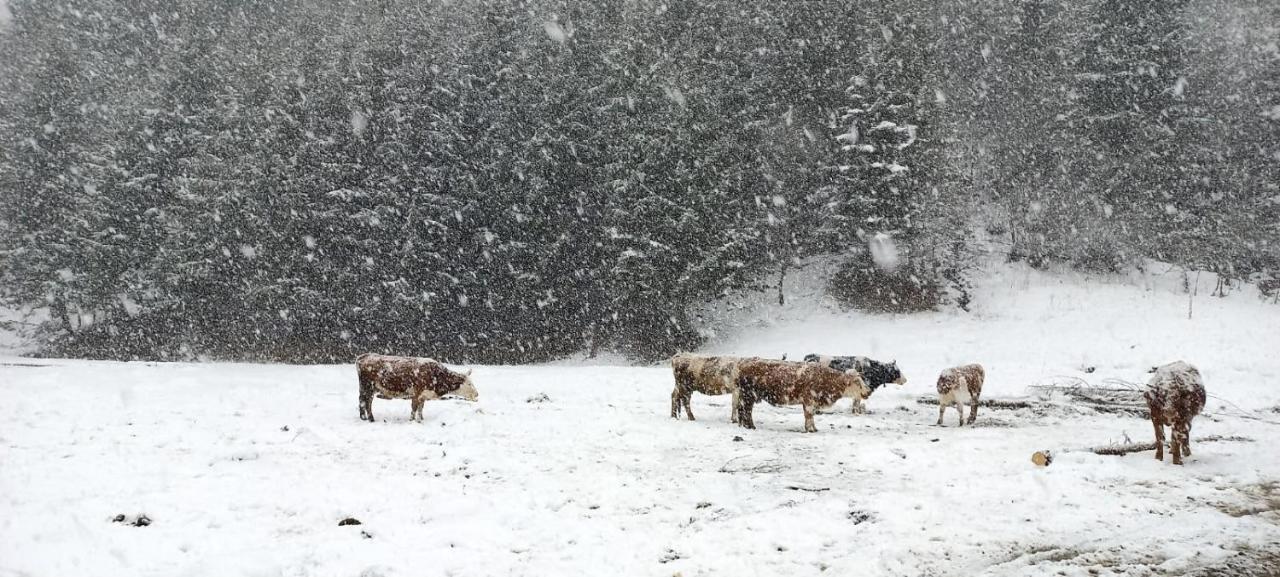 Cabana Ancutei Rucăr Kültér fotó
